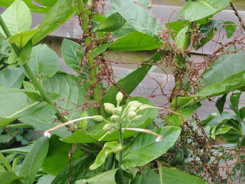 Hopwarkruid (Cuscuta lupuliformis)
