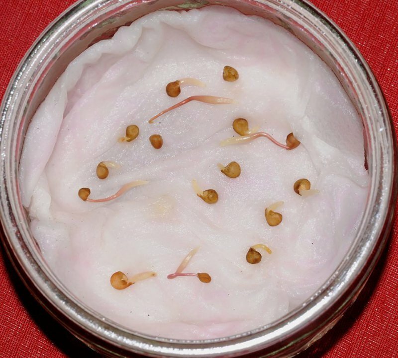Hopwarkruid (Cuscuta lupuliformis)