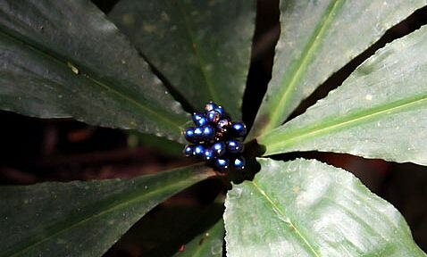 Marmerbes (Pollia condensata)