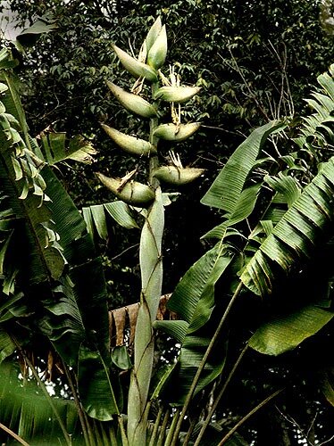 Zuid-Amerikaanse reizigersboom (Phenakospermum guyannense)
