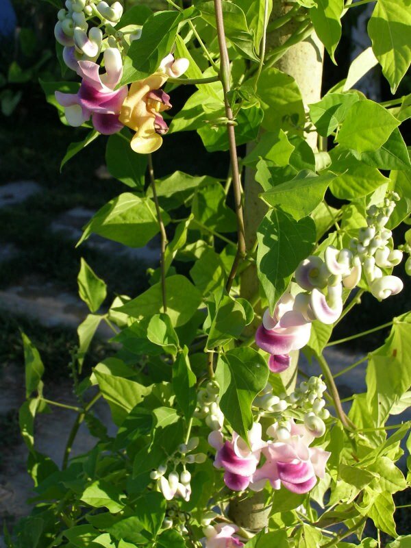 Kurkentrekkerbloem (Cochliasanthus caracalla)