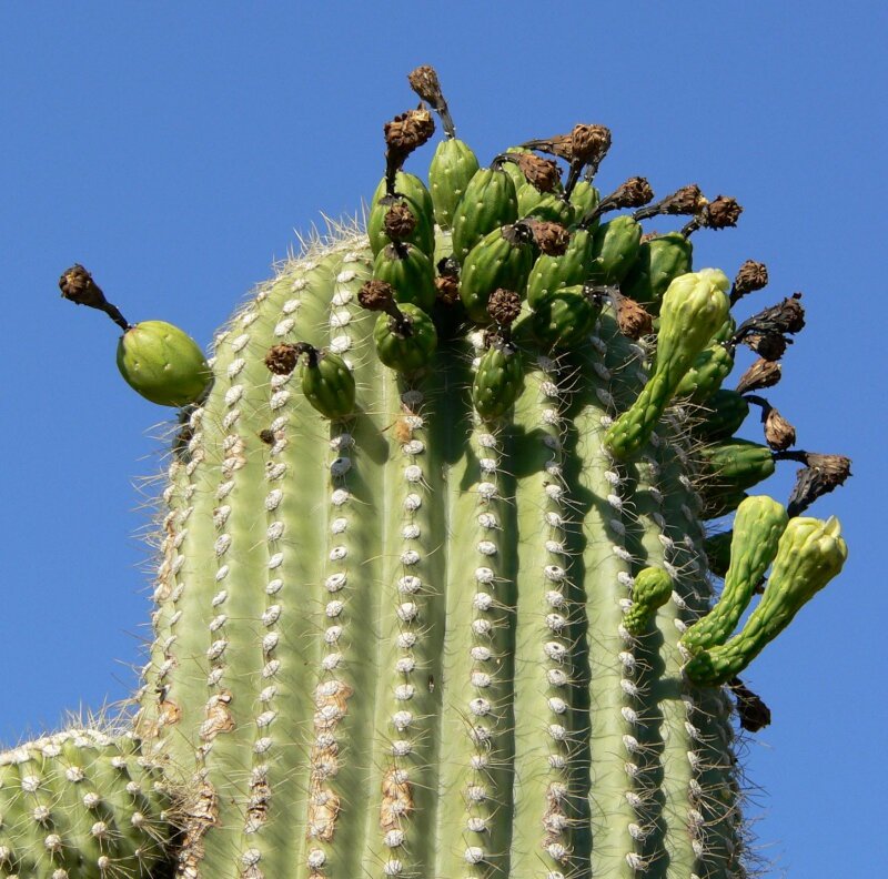 Saguaro cactus (Carnegiea gigantea)