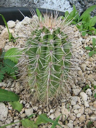 Saguaro cactus (Carnegiea gigantea)