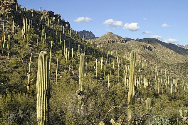 Saguaro cactus (Carnegiea gigantea)