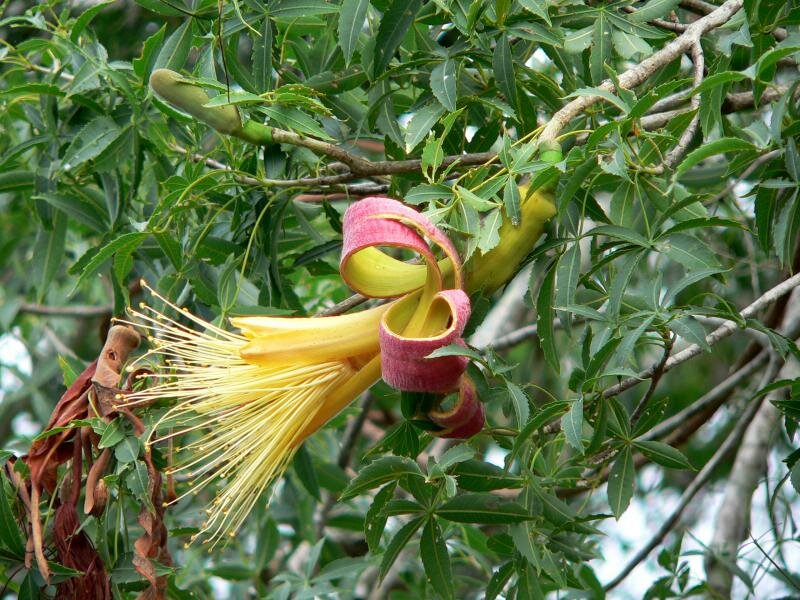 Fony baobab (Adansonia rubrostipa)