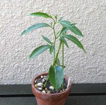 Fony baobab (Adansonia rubrostipa)