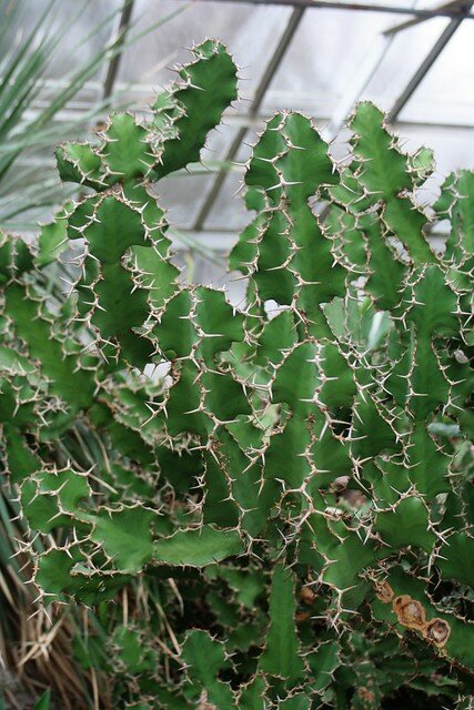 Koeienhoorn Euphorbia (Euphorbia grandicornis)