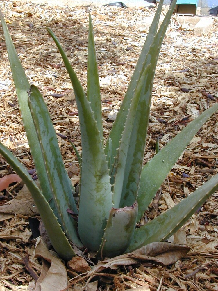 Alo&euml; vera (Aloe vera)