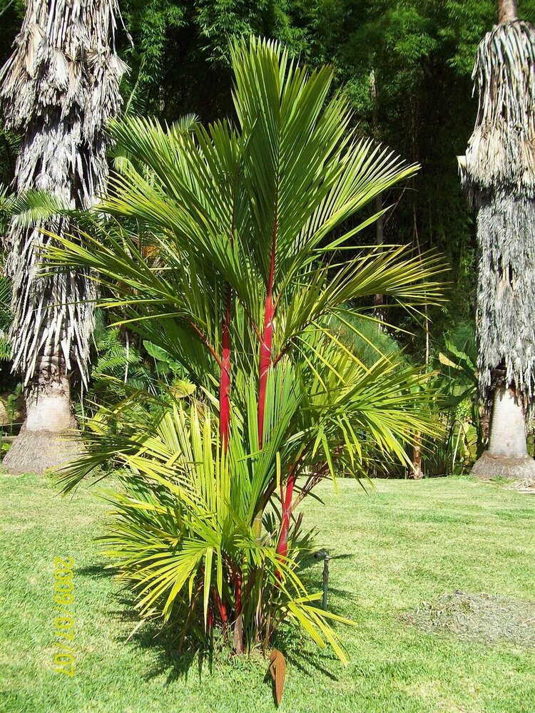 Lippenstiftpalm (Cyrtostachys renda)