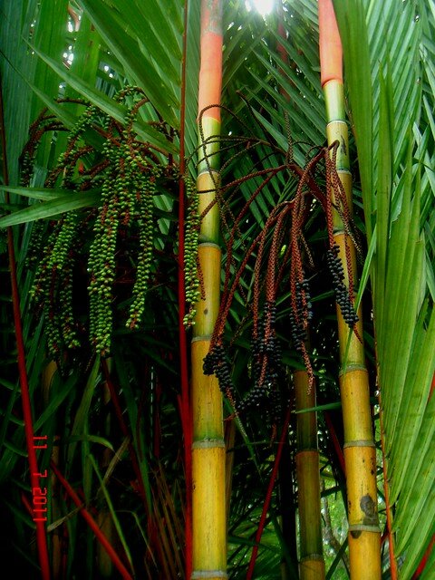 Lippenstiftpalm (Cyrtostachys renda)