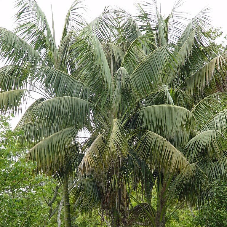 Kentiapalm (Howea forsteriana)