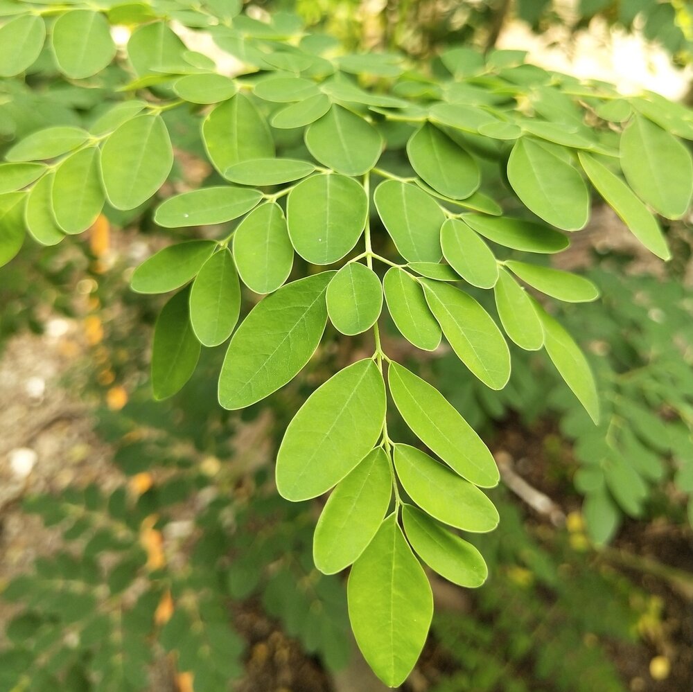 Moringa (Moringa oleifera)