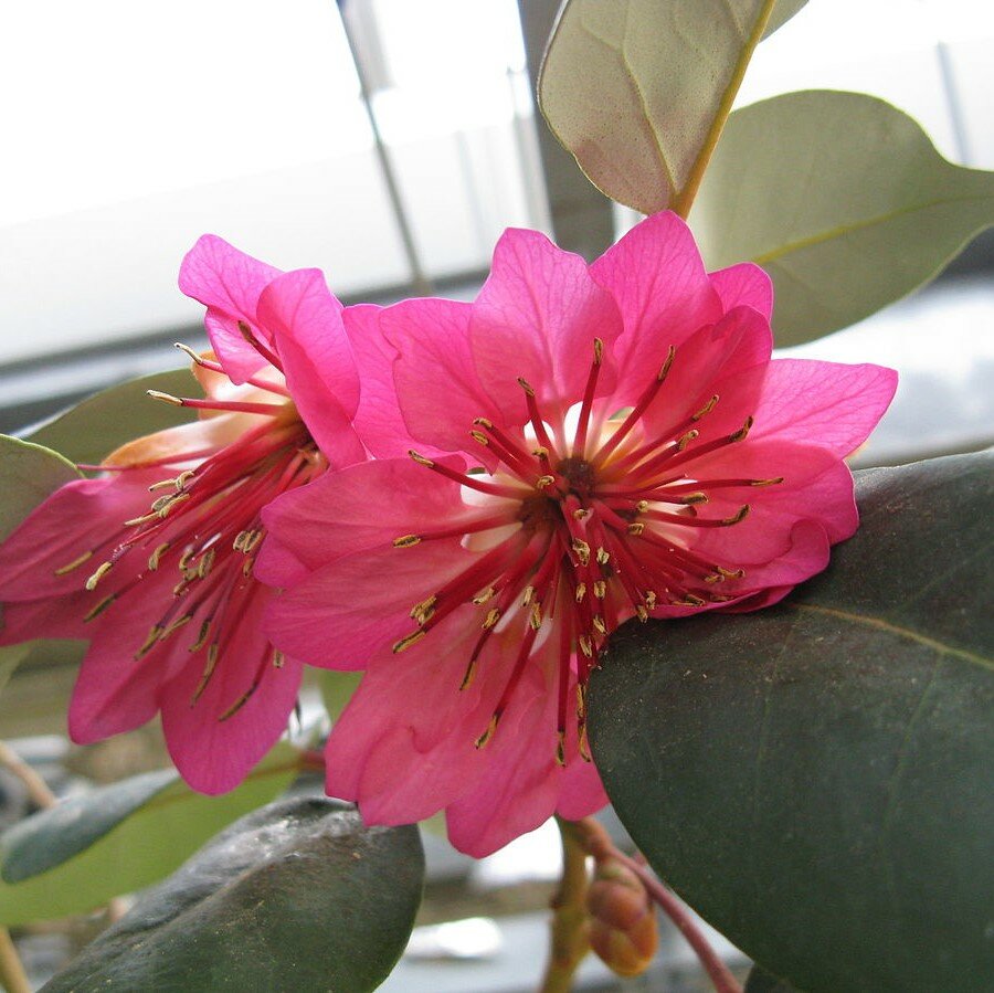 Hong Kong-roos (Rhodoleia championii)