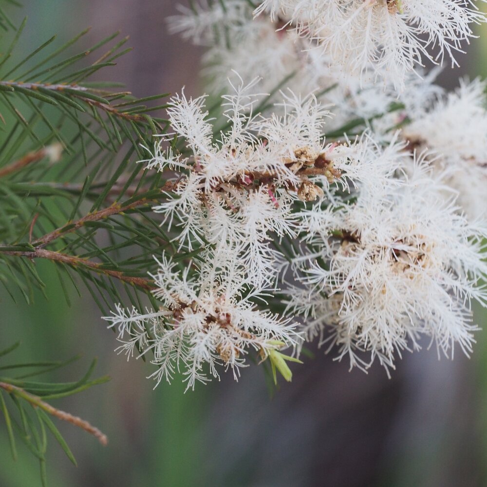 Theeboom (Melaleuca alternifolia)