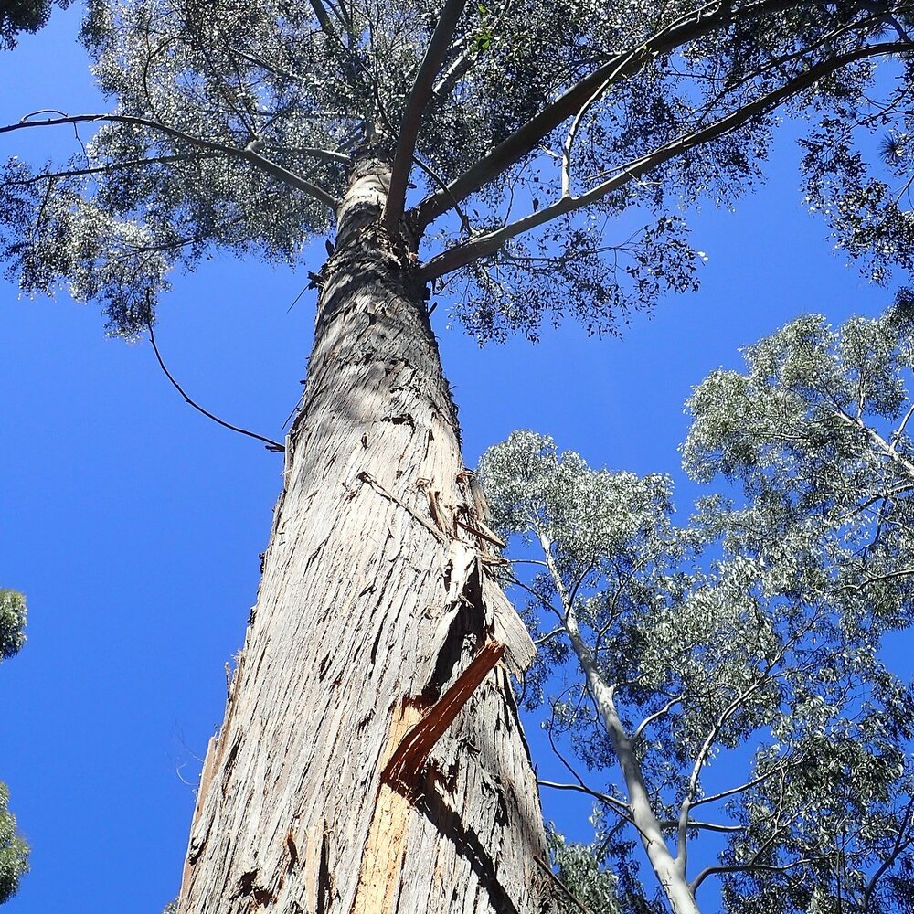 Alpine ash (Eucalyptus delegatensis)