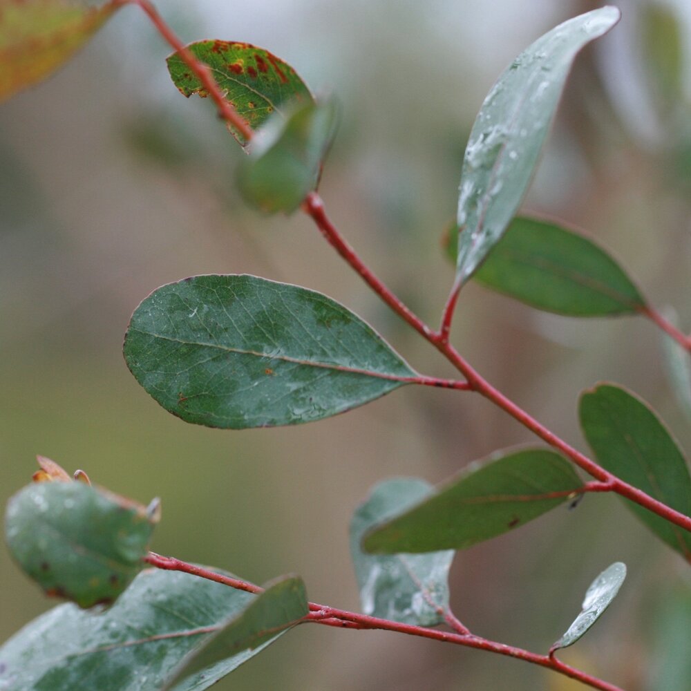 Moeraseucalyptus (Eucalyptus camphora)