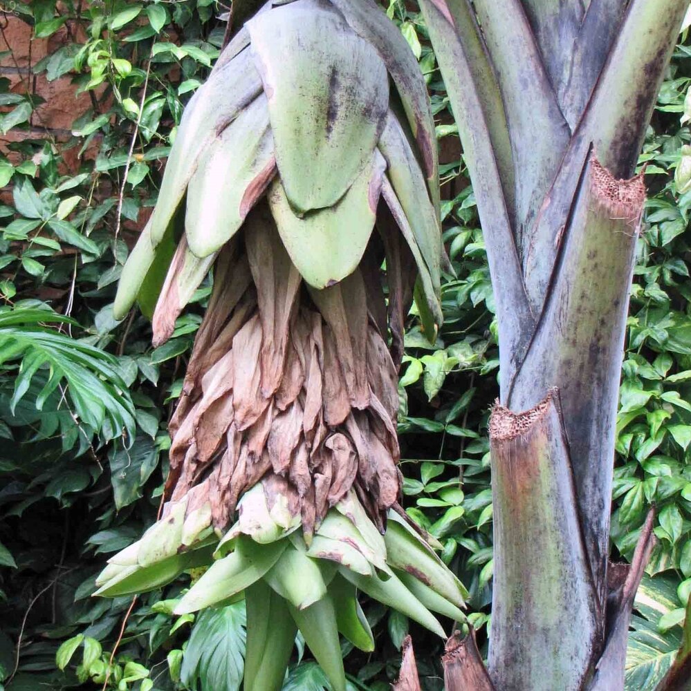 Sneeuwbanaan (Ensete glaucum)