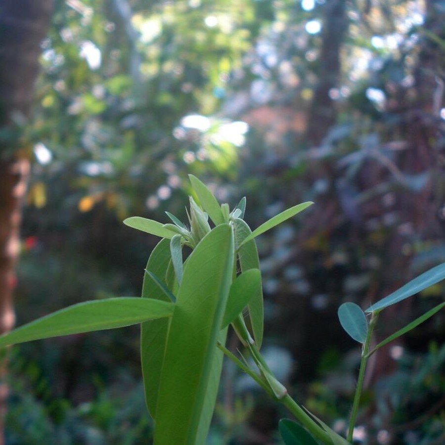 Telegraafplant (Desmodium gyrans)