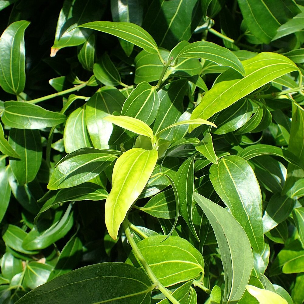 Kaneelboom (Cinnamomum zeylanicum)