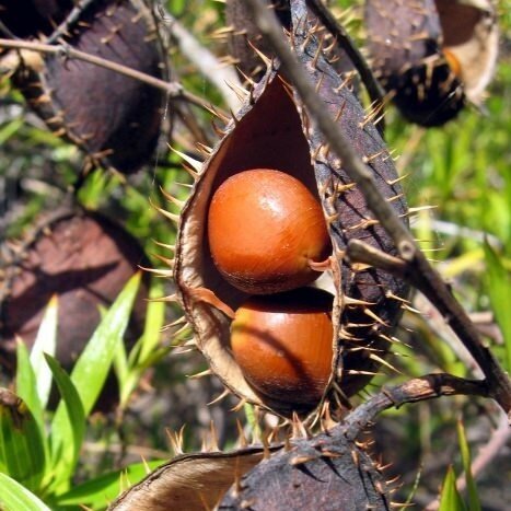 Gele knikkernoot (Caesalpinia ciliata)