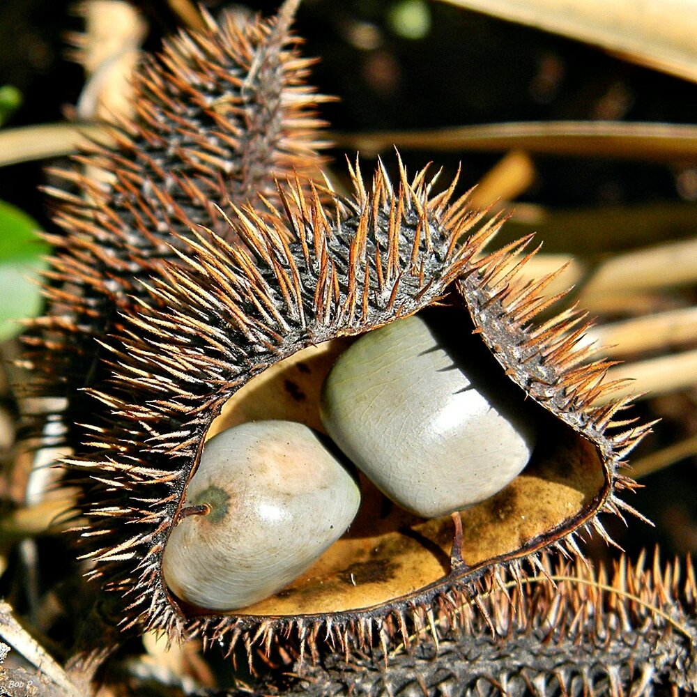 Grijze knikkernoot (Caesalpinia bonduc)