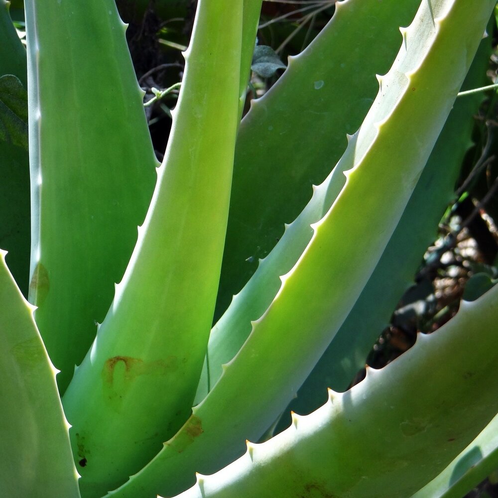 Alo&euml; vera (Aloe vera)