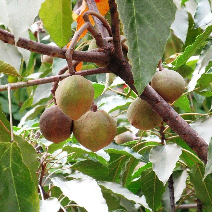 Kemiri (Aleurites moluccana)