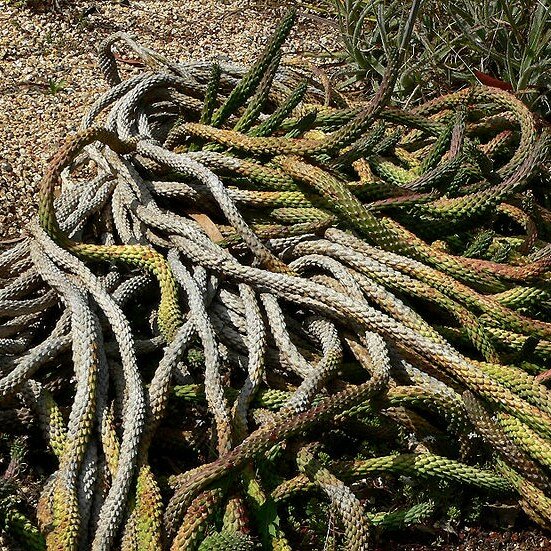 Medusa's haar (Euphorbia caput-medusae)
