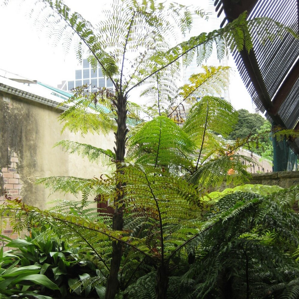 Zwarte boomvaren (Cyathea rebeccae)
