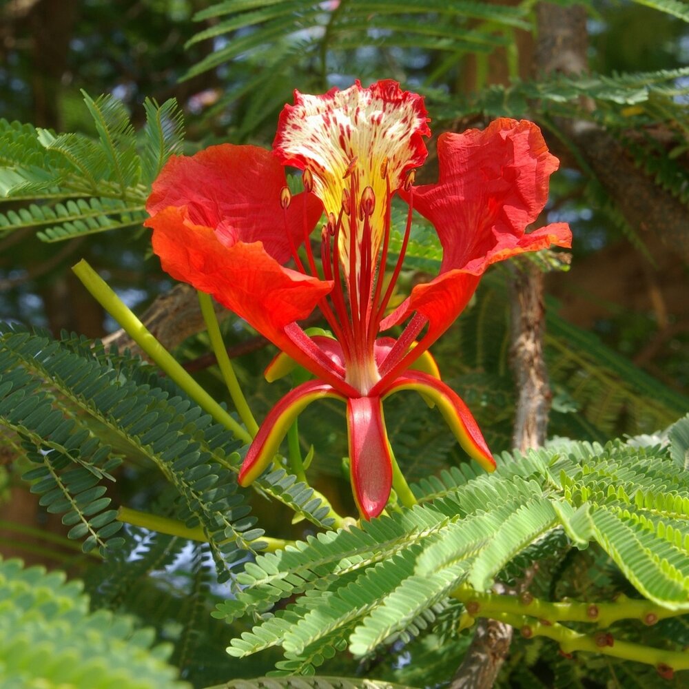 Flamboyant (Delonix regia)