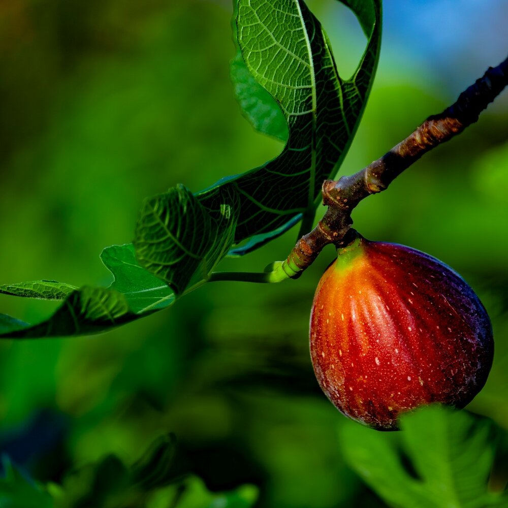 Vijg (Ficus carica)