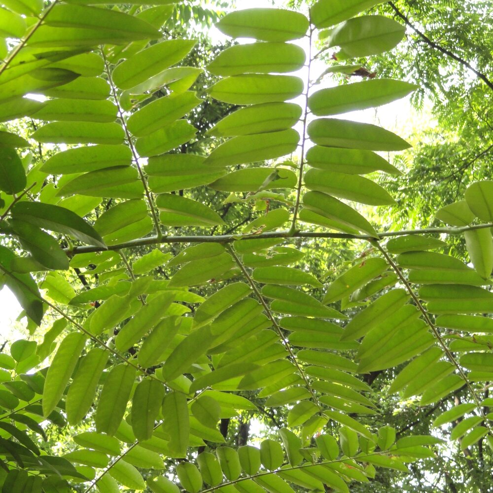 Chinese toon (Toona sinensis)