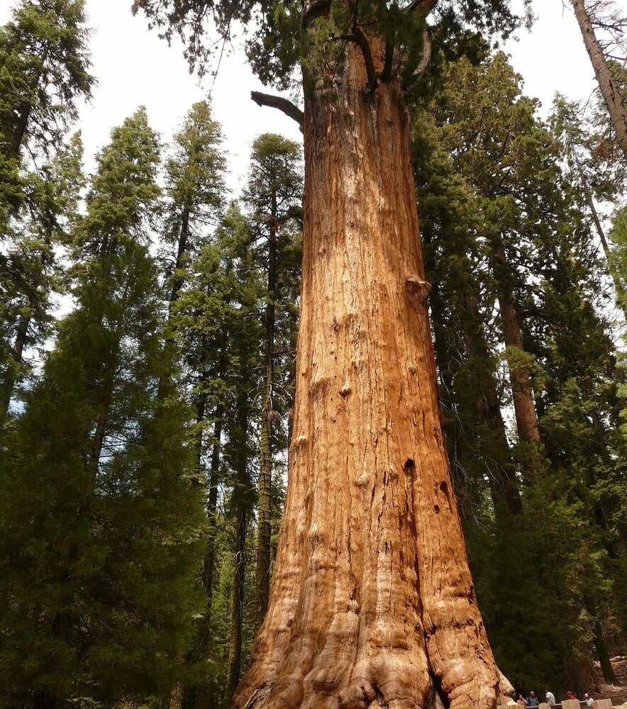 Mammoetboom (Sequoiadendron giganteum)