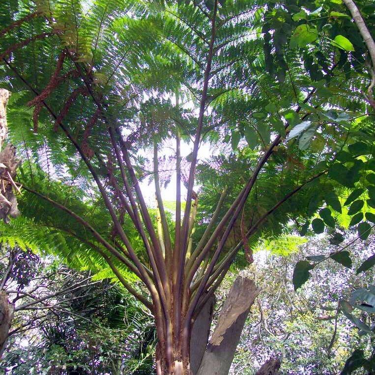 Norfolk boomvaren (Cyathea brownii)