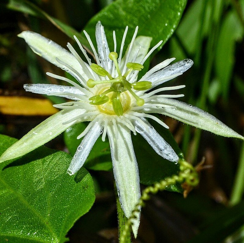 Passiebloem (Passiflora capsularis)