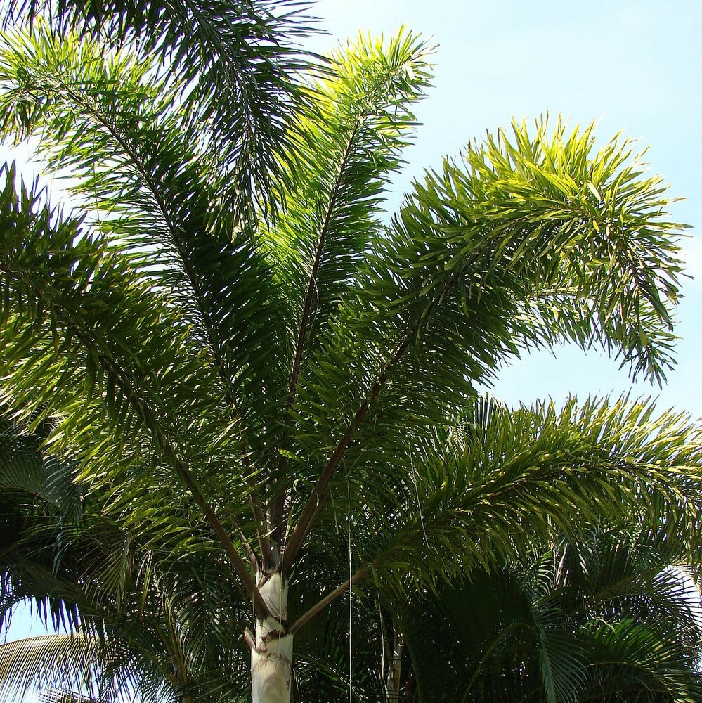 Vossenstaartpalm (Wodyetia bifurcata)