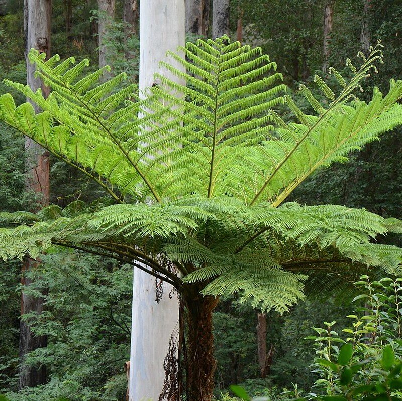 Australische boomvaren (Cyathea cooperi)