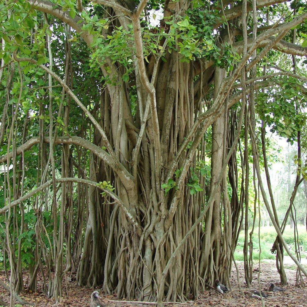 Wurgvijg (Ficus benghalensis)