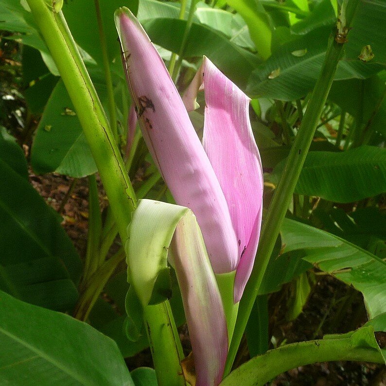 Roze banaan (Musa ornata)