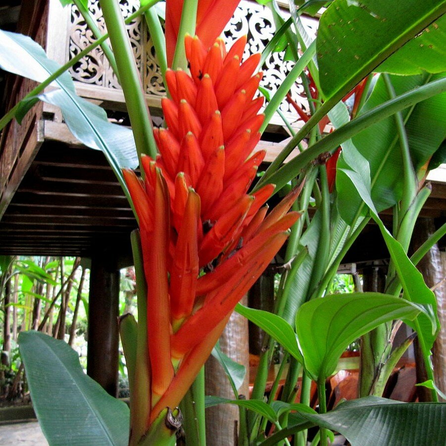 Rode sierbanaan (Musa coccinea)