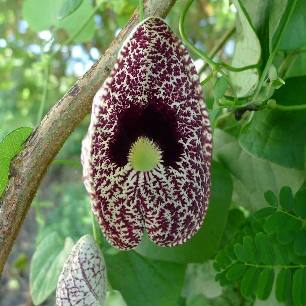 Calicobloem (Aristolochia elegans)
