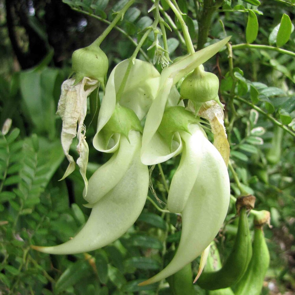 Witte papegaaiensnavel (Clianthus puniceus 'alba')