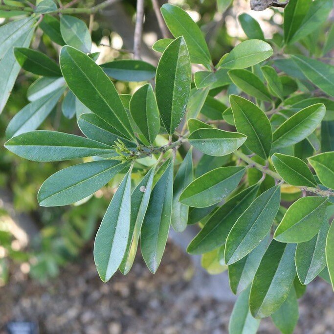 Mat&eacute; (Ilex paraguariensis)