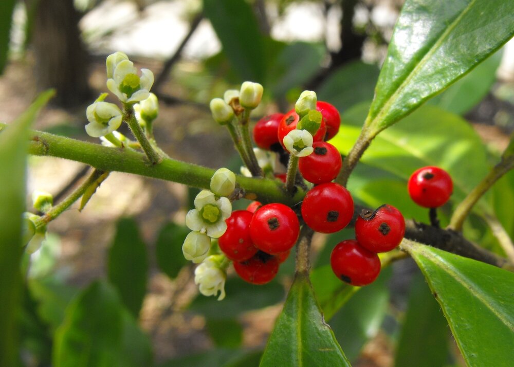 Mat&eacute; (Ilex paraguariensis)