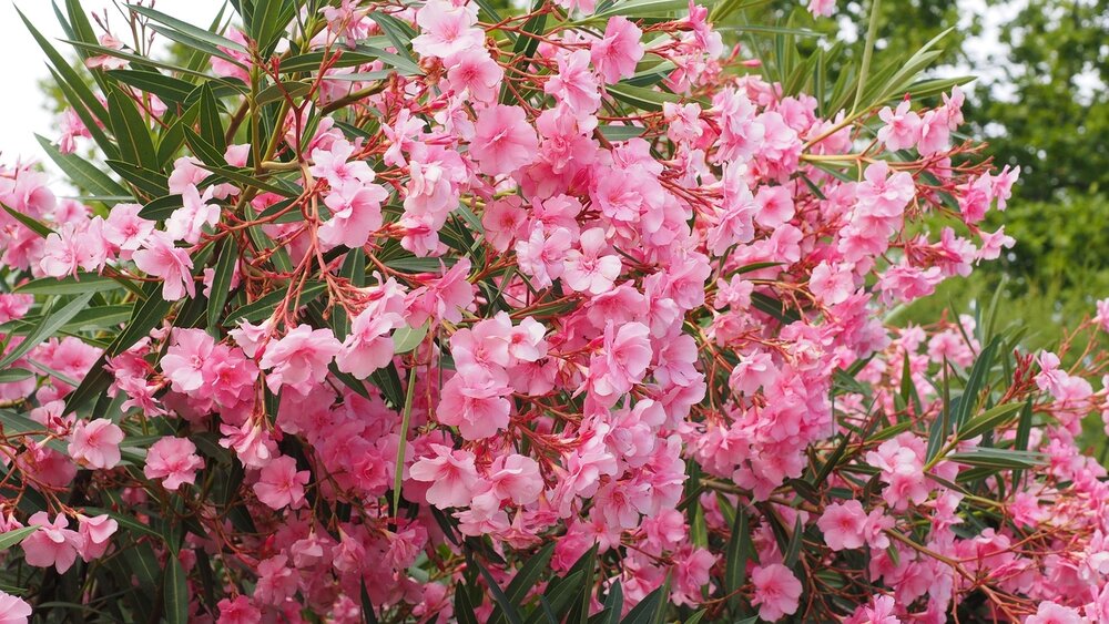 Oleander (Nerium oleander)