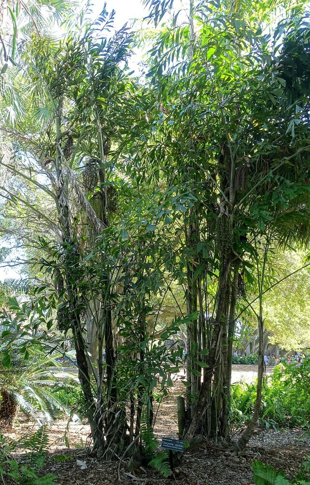 Vissenstaartpalm (Caryota mitis)