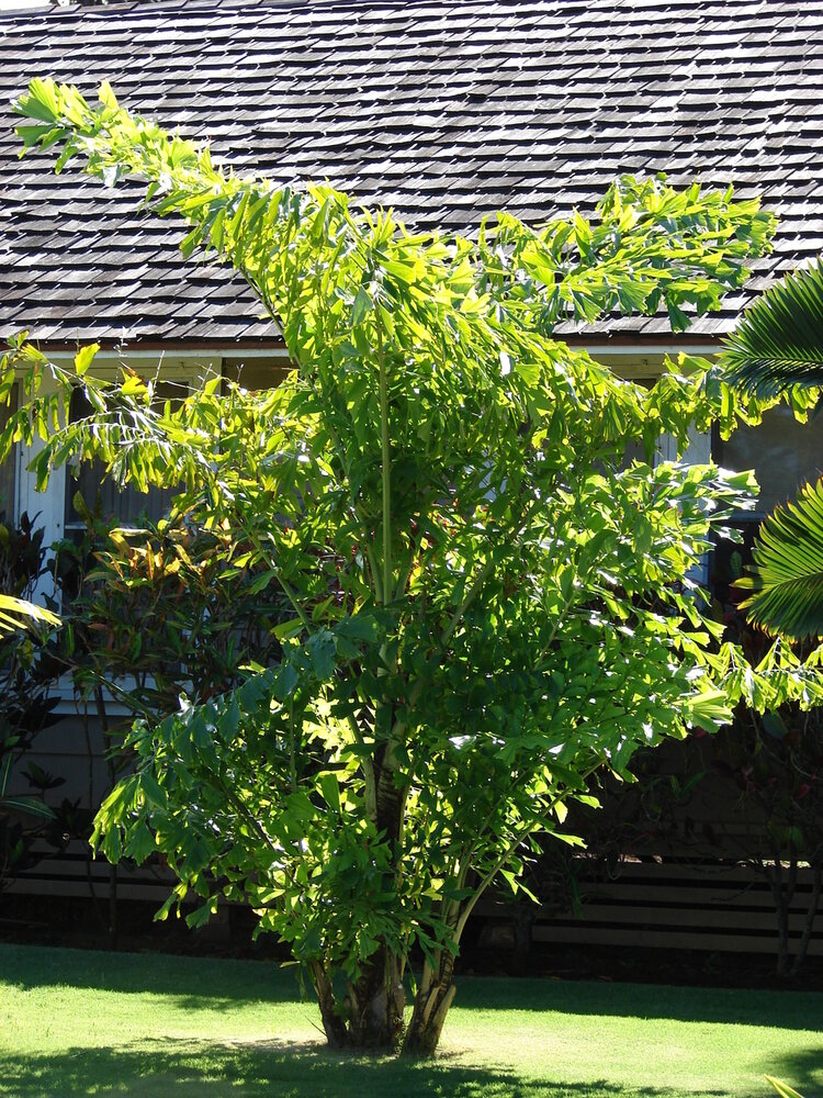 Vissenstaartpalm (Caryota mitis)