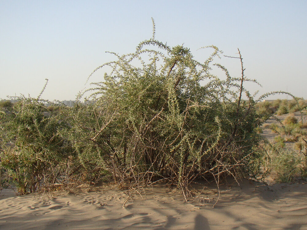 Zwarte gojibes (Lycium ruthenicum)