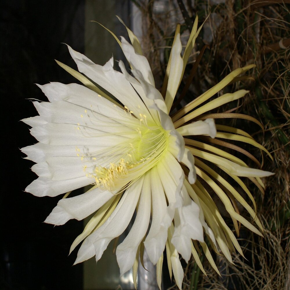 Koningin van de Nacht (Selenicereus grandiflorus)