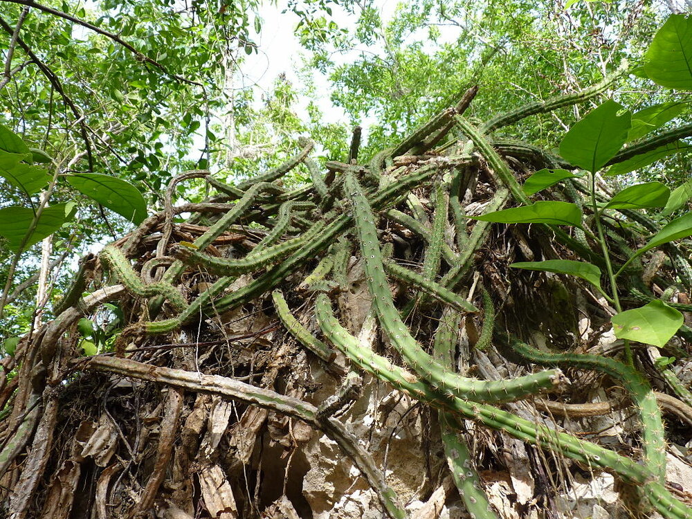 Koningin van de Nacht (Selenicereus grandiflorus)